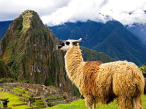 llama looking over machu picchu