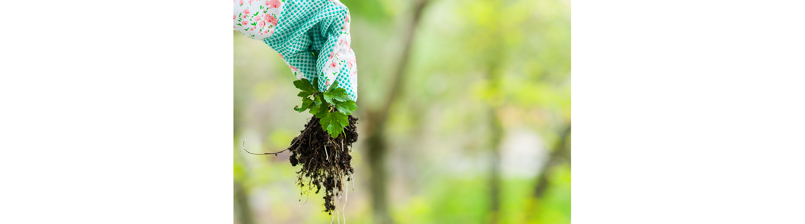 pulling weeds out of the ground