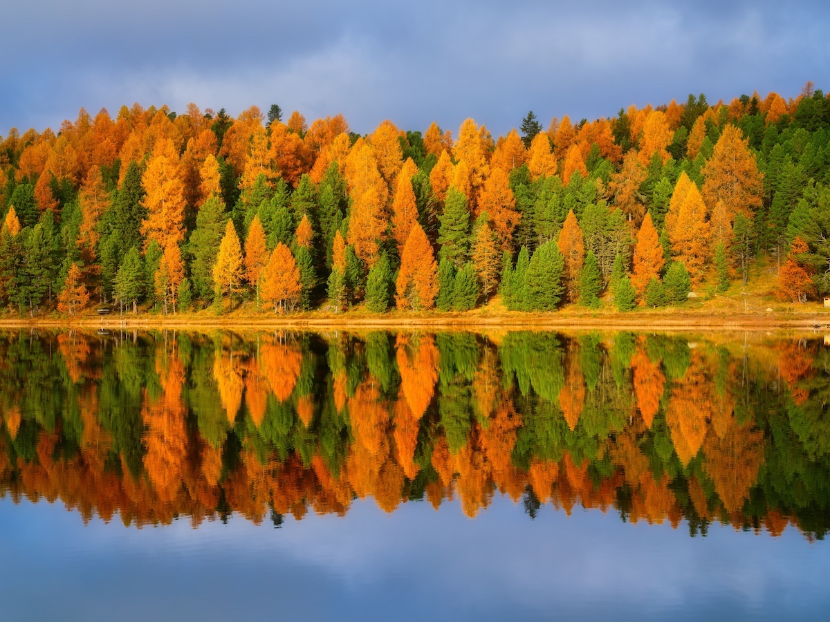 reflection of trees in a lake