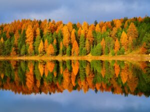 Fall reflection over a lake